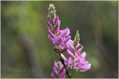 Indigofera cassioides